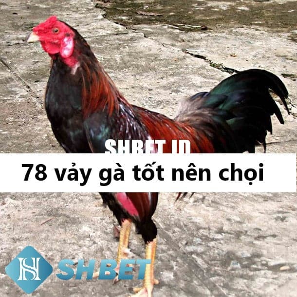 78 vảy gà tốt nên chọi thách thức chiến thắng