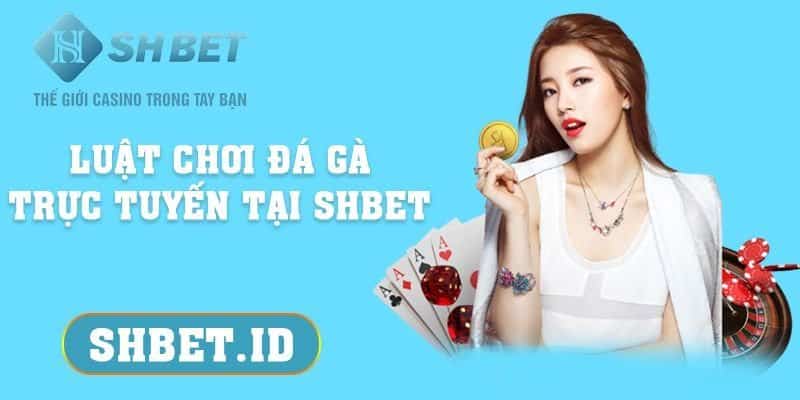 Luật chơi Đá Gà trực tuyến tại SHBET dành cho tân thủ