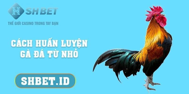 SHBET_Cách huấn luyện gà đá từ nhỏ - Bật mí 3 mẹo quan trọng