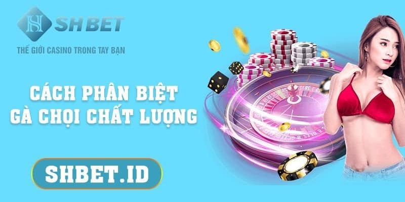 SHBET_Cách phân biệt gà chọi chất lượng nên biết 2023