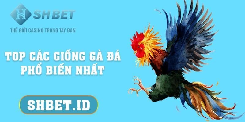 SHBET_Top các giống gà đá phổ biến nhất, hot nhất tại SHBET 2023 